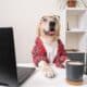 A Cute Dog In A Shirt And Glasses Is Working At A Laptop