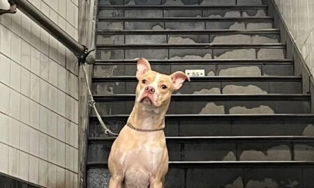 Abandoned Dog At The Nyc Subway