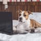 American Staffordshire Terrier Dog Lying On The Bed In Front Of A Laptop