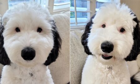 Bayley The Mini Sheepadoodle