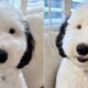 Bayley The Mini Sheepadoodle