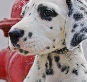 Bigstock Dalmation Puppy 220784661