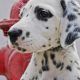 Bigstock Dalmation Puppy 220784661