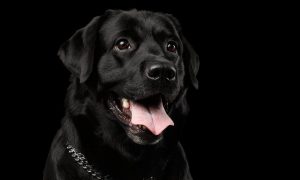 Black Dog Syndrome