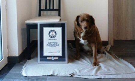 Bobi With His Guinness World Record Certificate