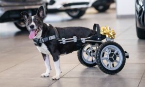 Bunny And Her New Mercedes Benz Wheelchair