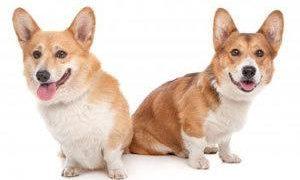 Corgis