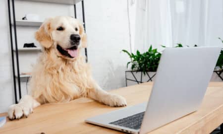 Cute Dog Looking At Laptop On Wooden Table In Office