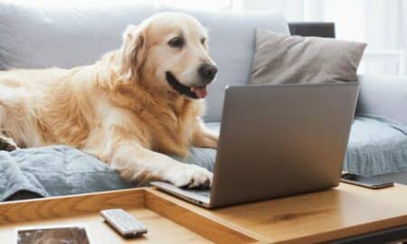 Cute Dog Lying On The Sofa At Home And Using The Laptop