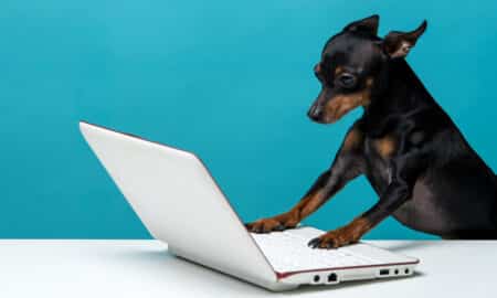 Cute Dog Who Enjoys The Laptop Computer On Blue Background