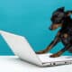 Cute Dog Who Enjoys The Laptop Computer On Blue Background