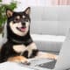 Cute Shiba Inu Dog With Laptop In Room