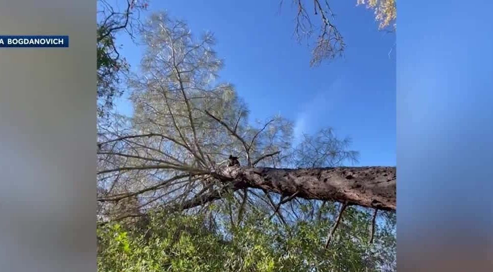 Video Thumbnail: Dog Found At Least 25 Feet Up A Tree In El Dorado County