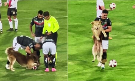 Dog In Chile Stealing The Ball And Getting Escorted