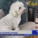 Dog In Mission Viejo Chases Off Coyote, Saves Partner Pup