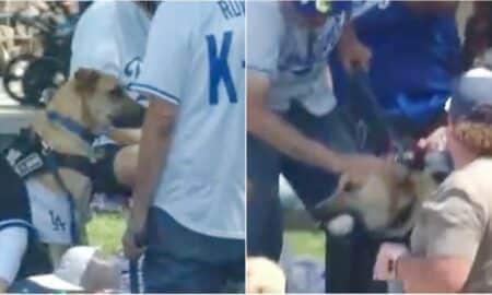 Dog Who Caught The Home Run Ball