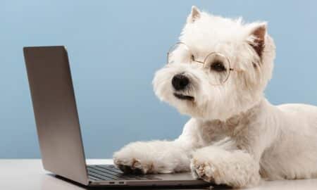 Dog With Glasses Using A Laptop