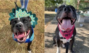 Drogo The Three Year Old American Pit Bull