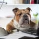 English Bulldog Sitting At A Desk In Front Of A Computer