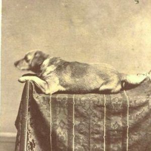 Abraham Lincoln'S Beloved And Faithful Friend, Fido.