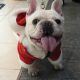 French Bulldog Is Replacing Kim Kardashian In A Super Bowl Ad