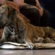 Great Dane Who Gave Birth To 21 Puppies In 27 Hours