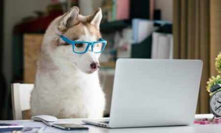 Husky Dog Wearing Blue Glasses Looks At The Laptop On The Desk.