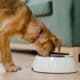 Is Your Dog Drinking More Water Than Usual Read This