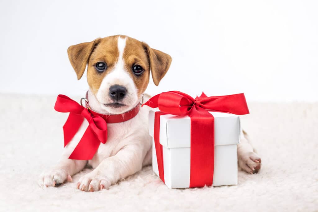 Jack Russel Puppy With Ribbon Sitting Beside A Giftbox
