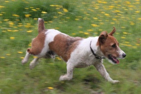 Uggie The Superstar Jack Russell Terrier