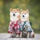 Japanese Shiba Inu Dogs In Kimono Sitting On A Stone Tile