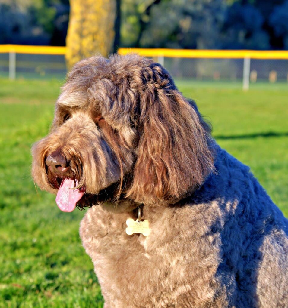 Coco, Record Holder For Longest Eyelash On A Dog