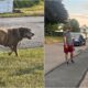 Mellow On His Last Walk Around The Neighborhood