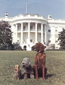 President Nixon'S Dogs On The White House Lawn.