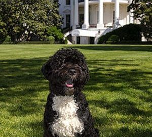 Obamas Dog Bo