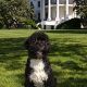 Obamas Dog Bo