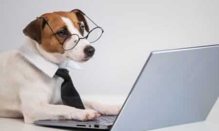 Portrait Of A Smart Dog At The Computer On A White Background.