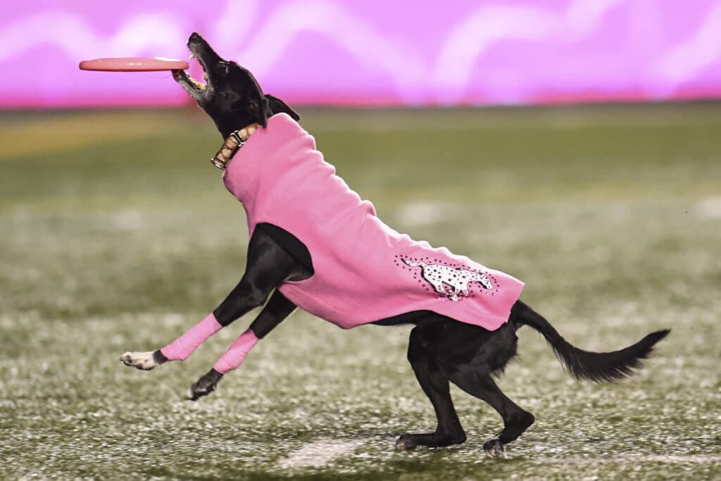 Sailor The Dog Catching The Frisbee Thrown By Rob Mcleod