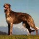 Scottishdeerhound