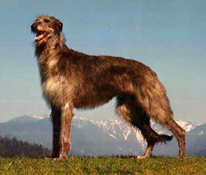 Scottishdeerhound