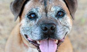 Adopting A Senior Dog