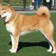 Shiba Inuwb