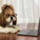 Shih Tzu Dog With Glasses Looking Into Laptop