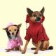 Two Small Dogs Dressed Up I