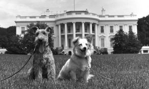 Whitehousedogs