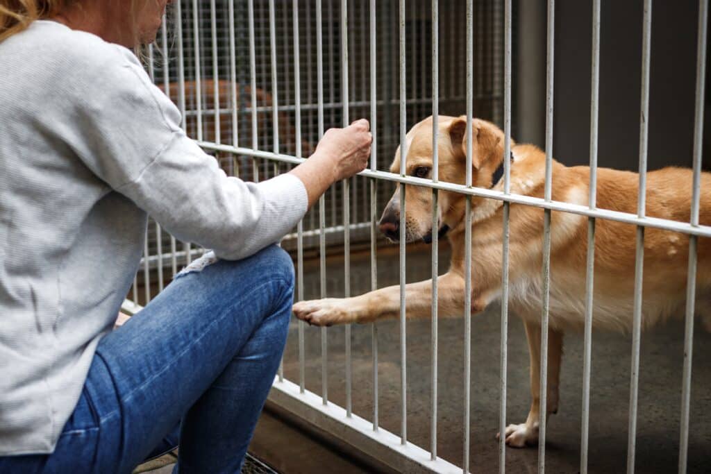 Woman Choosing Dog From Animal Shelter