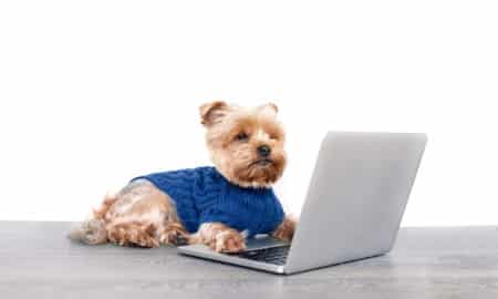 Yorkshire Terrier Dog In Front Of A Laptop On White Backgraund