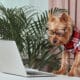 Yorkshire Terrier In A Shirt Looking At A Laptop