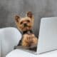 Yorkshire Terrier In Front Of Laptop Computer