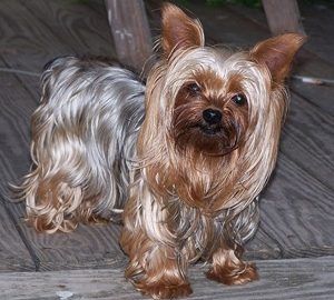 Yorkshire Terrier1